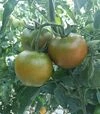 Семена томата Наоми F1, п.е. 500 семян (Breeding Seeds) - 2