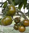 Семена томата Наоми F1, п.е. 500 семян (Breeding Seeds) - 3