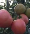 Семена томата Мануса F1, п.е. 1 тыс. семян (Rijk Zwaan) - 1