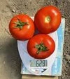 Насіння томату F155 F1, п.о. 1 тис. насінин (Spark Seeds) - 2