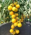 Семена томата Ромус, 1 кг (Moravoseed) - 2