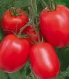 Насіння томату Ріо Гранде, 500 г (Spark Seeds) - 1