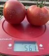 Насіння томату TL 30002 F1, п.о. 1 тис. насінин (Esasem) - 6