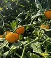 Насіння томату Флавіно F1, п.о. 1 тис. насінин (United Genetics) - 2