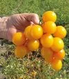 Насіння томату Флавіно F1, п.о. 1 тис. насінин (United Genetics) - 3