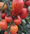 Семена томата Филадельфия F1, п.е. 1 тыс. семян (Spark Seeds) - 2