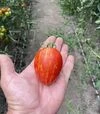 Семена томата Филадельфия F1, п.е. 1 тыс. семян (Spark Seeds) - 5