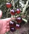 Насіння томату Літл Рок F1, п.о. 1 тис. насінин (Spark Seeds) - 3