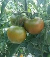 Семена томата Наоми F1, п.е. 1 тыс. семян (Breeding Seeds) - 2