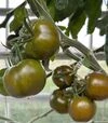 Семена томата Наоми F1, п.е. 1 тыс. семян (Breeding Seeds) - 3