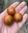 Семена томата Маритта F1, п.е. 1 тыс. семян (Spark Seeds) - 4