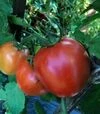 Семена томата Энигма F1, п.е. 1 тыс. семян (Spark Seeds) - 3