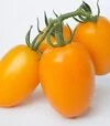 Насіння томату КС 1430 F1, п.о. 1 тис. насінин (Kitano Seeds) - 1