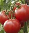 Семена томата Зодиак F1, п.е. 1 тыс. семян (United Genetics) - 2