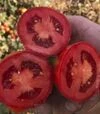 Семена томата 2123 F1, п.е. 100 тыс. семян (Heinz) - 1