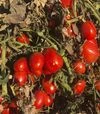 Семена томата 2123 F1, п.е. 100 тыс. семян (Heinz) - 3