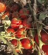 Семена томата 2123 F1, п.е. 100 тыс. семян (Heinz) - 4