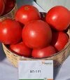 Семена томата ОП-1 F1, п.е. 100 семян (Hazera) - 4
