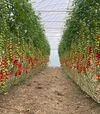 Семена томата Деличчио F1, п.е. 250 семян (Hazera) - 3