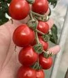 Семена томата Денвер F1, п.е. 250 семян (Spark Seeds) - 3