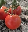 Семена томата F155 F1, п.е. 250 семян (Spark Seeds) - 1