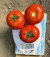 Семена томата F155 F1, п.е. 250 семян (Spark Seeds) - 2