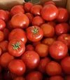 Семена томата F155 F1, п.е. 250 семян (Spark Seeds) - 3