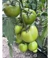 Семена томата F155 F1, п.е. 250 семян (Spark Seeds) - 4