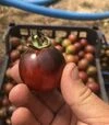 Семена томата Литл Рок F1, п.е. 250 семян (Spark Seeds) - 4