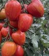 Семена томата Филадельфия F1, п.е. 250 семян (Spark Seeds) - 4