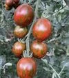 Семена томата Маритта F1, п.е. 250 семян (Spark Seeds) - 1