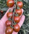Семена томата Маритта F1, п.е. 250 семян (Spark Seeds) - 2