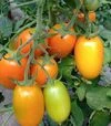 Семена томата Пальмира F1, п.е. 250 семян (Breeding Seeds) - 1