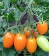 Семена томата Пальмира F1, п.е. 250 семян (Breeding Seeds) - 3
