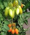 Семена томата Пальмира F1, п.е. 250 семян (Breeding Seeds) - 5