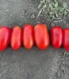Семена томата Драй F1, п.е. 5 тыс. семян (Spark Seeds) - 1