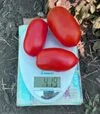 Семена томата Драй F1, п.е. 5 тыс. семян (Spark Seeds) - 3