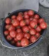 Насіння томату Асвон F1, п.о. 5 тис. насінин (Kitano Seeds) - 2