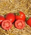 Насіння томату Чезена F1, п.о. 5 тис. насінин (Libra Seeds) - 1
