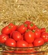 Насіння томату Чезена F1, п.о. 5 тис. насінин (Libra Seeds) - 2