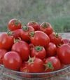 Насіння томату Чезена F1, п.о. 5 тис. насінин (Libra Seeds) - 5