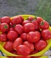Насіння томату Чезена F1, п.о. 5 тис. насінин (Libra Seeds) - 6
