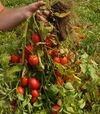 Семена томата Салерно F1, п.е. 5 тыс. семян (Libra Seeds) - 2
