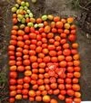 Семена томата Салерно F1, п.е. 5 тыс. семян (Libra Seeds) - 3