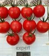 Семена томата Рианна F1, п.е. 50 семян (Sakata) - 4