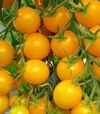 Семена томата Стар Голд F1, п.е. 50 семян (Esasem) - 2