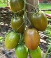 Семена томата Сиара F1, п.е. 500 семян (Breeding Seeds) - 1