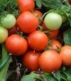 Семена томата Педро F1, п.е. 500 семян (Moravoseed) - 2
