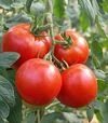 Семена томата Президент II F1, п.е. 500 семян (Seminis) - 1