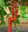 Насіння томату Преціозо F1, п.о. 500 насінин (Esasem) - 2
